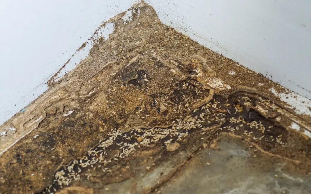 Protecting Your Home: Understanding Wood-Destroying Insects