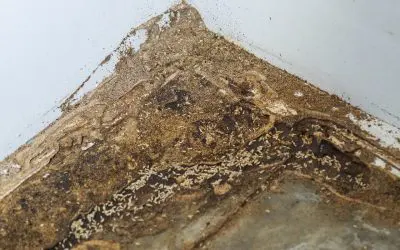 Protecting Your Home: Understanding Wood-Destroying Insects