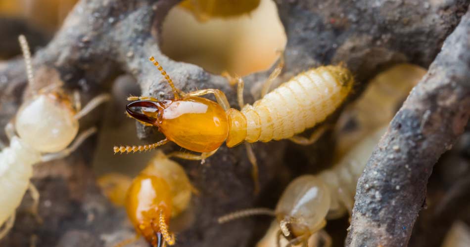 Termite Inspection Services