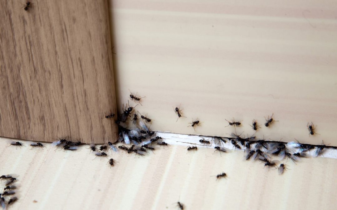 4 Tips to Get Rid of Ants