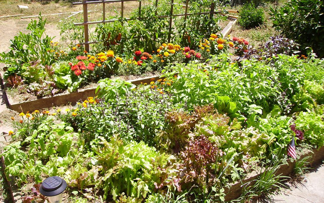5 Ways to Help Your Garden Survive Summer