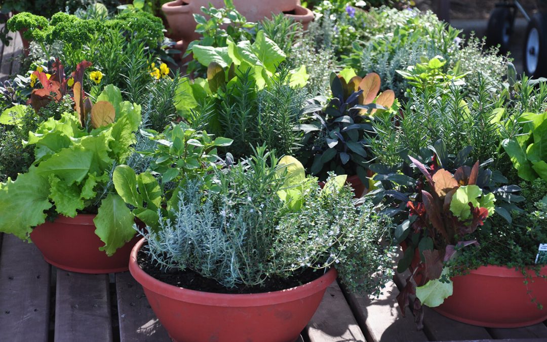 10 Essential Tips for Successful Container Gardening at Home